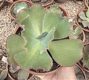 E. GIBB. HARRY BUTTERFIELD CUIA 13