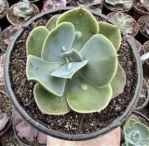 E. GIBB. PAPAGENO POTE 11 (Pouca raiz)