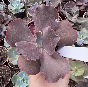 E. GIBB. TIBOUCHINA POTE 11