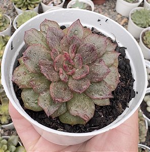 E. NEBULOSA POTE 9