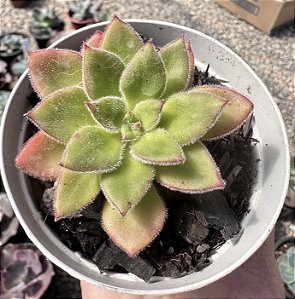 E. MEXICAN FIRECRACKER POTE 9