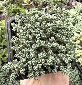 SED. DASYPHYLLUM MINOR POTE 7