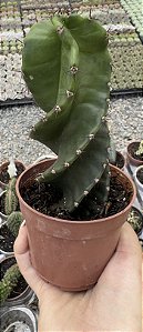 CACTO PARAFUSO POTE 9