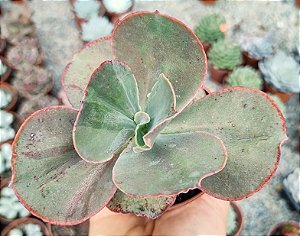 E. MAGMA  POTE 9
