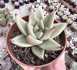 E. EBONY POTE 9