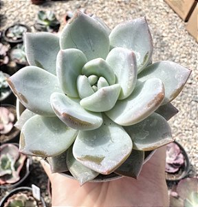 E. AFFINIS CHAMPAGNE POTE 9