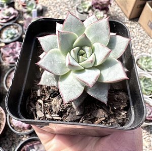 E. ALABASTRO POTE 9