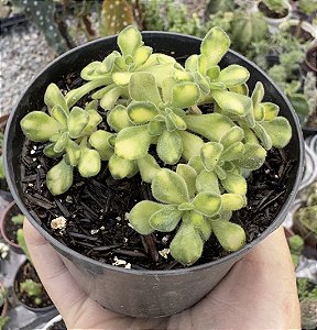 A. LINDLEYI VAR. POTE 9