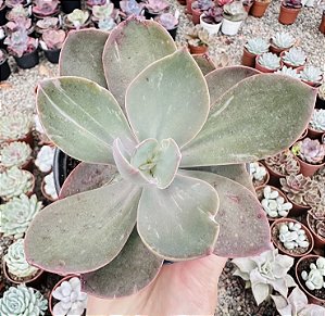 E. GERMAN VAR. POTE 11