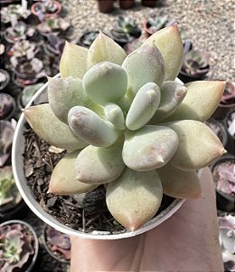 P. GLUTINICAULE MÉXICO POTE 9