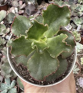 E. GIBB. AMPI POTE 9