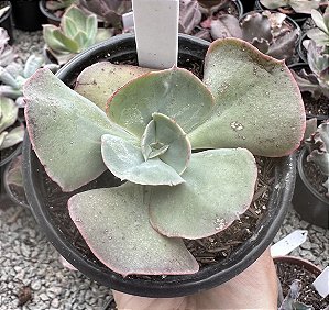 E. GIBB. W. BUMPS POTE 11