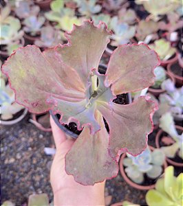 E. GIBB. GLADIS VERRUGAS POTE 11