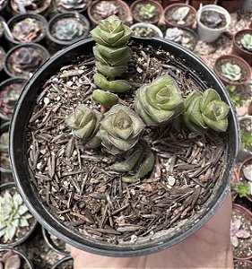C. IMPORTADA POTE 9
