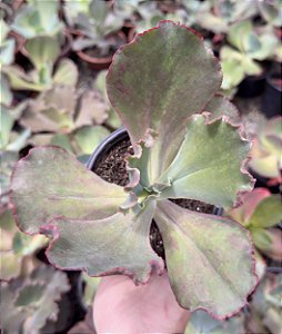 E. GIBB. GLADIS VERRUGAS POTE 11