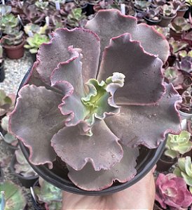 E. GIBB. LUCY V POTE 11