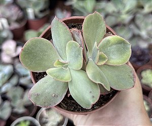 E. GIBB. ROSE ROCK POTE 9