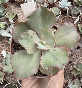 E. GIBB. NIGHT FIRE POTE 9