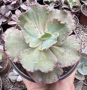 E. GIBB. NIGHT FIRE POTE 11 SEM RAIZ