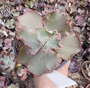 E. GIBB. NIGHT FIRE POTE 11