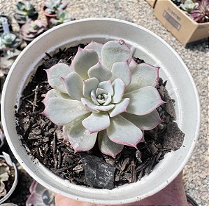 E. LAULENSIS POTE 9