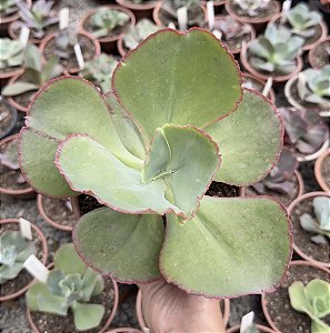 E. GIBB. MIDORI POTE 15