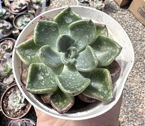 E. SETOSA OTEROI POTE 11