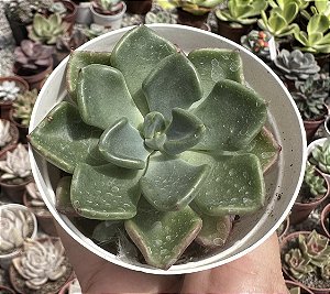 E. SETOSA OTEROI POTE 11