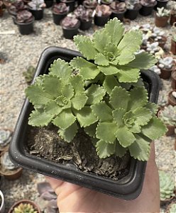 SED. ATLANTIS POTE 7