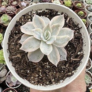 E. SUBSESSILIS VAR. (PEQUENA) POTE 9