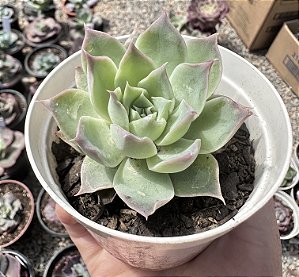 E. LAGO VERDE POTE 9
