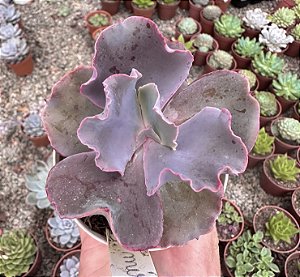 E. MIST IMPORTADA POTE 9