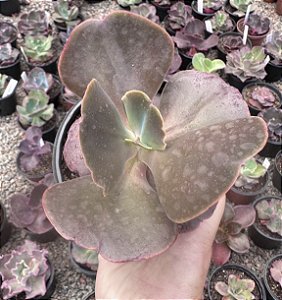 E. GIBB. MUSTARD GREEN POTE 11