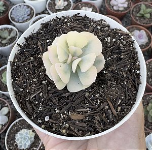 E. CUBIC FROST VAR. POTE 9 pouca raiz