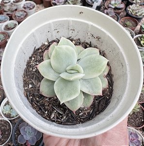 E. LEMON LIME VAR. POTE 9