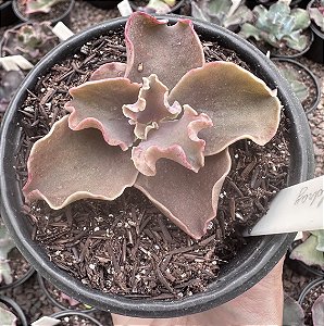 E. GIBB. GOLDRAY POTE 11