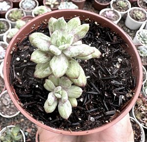 E. NEW STATE VAR. POTE 9