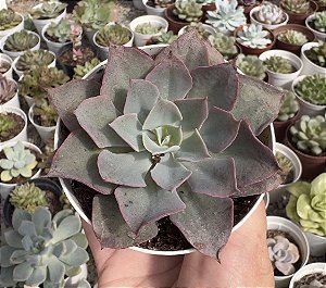 E. LAVENDER GIRL POTE 9