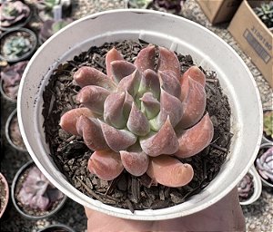 E. RUMBA POTE 9