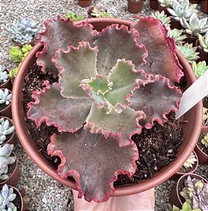 E. CAMPFIRE POTE 15
