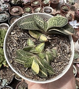 GASTERIA VAR. POTE 9