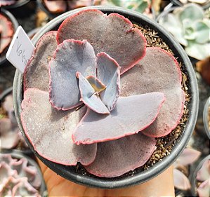 E. GIBB. VALENTINA POTE 11