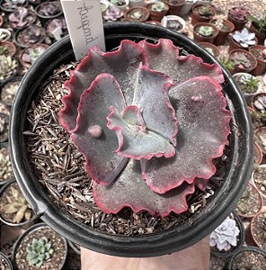 E. LEOPARD DRAGON POTE 11