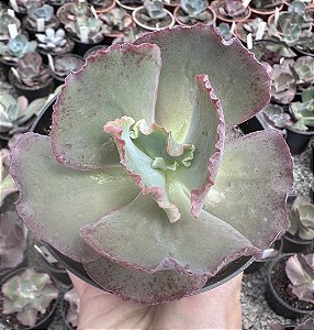 E. GIBB. 12 DE MARTA POTE 11