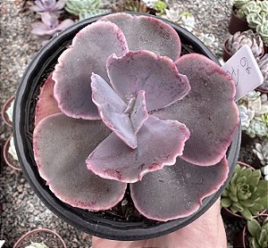 E. GIBB. PURPLE CREEP POTE 11