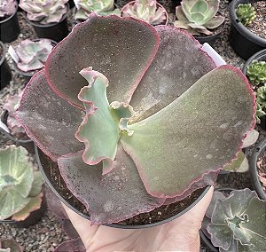 E. GIBB. RED TRUMP POTE 11