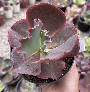 E. GIBB. RED TRUMP POTE 11