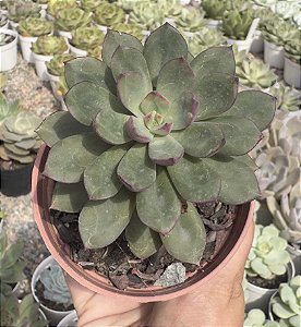 E. ALATA POTE 9