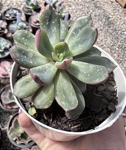 E. ALATA POTE 9