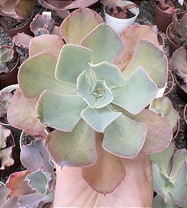 E. GIBB. TOPPER POTE 9